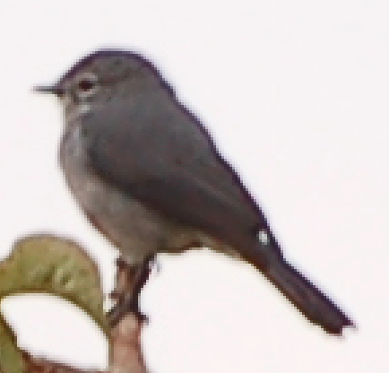 White-eyed Slaty-Flycatcher - ML359085181