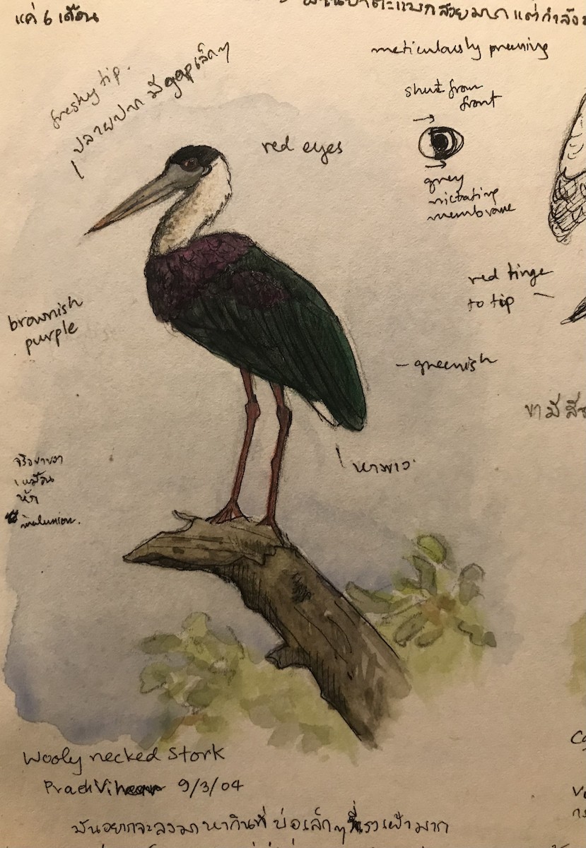 Asian Woolly-necked Stork - ML359085541