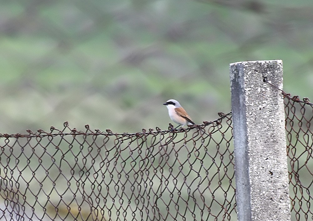 Red-backed Shrike - ML359085971