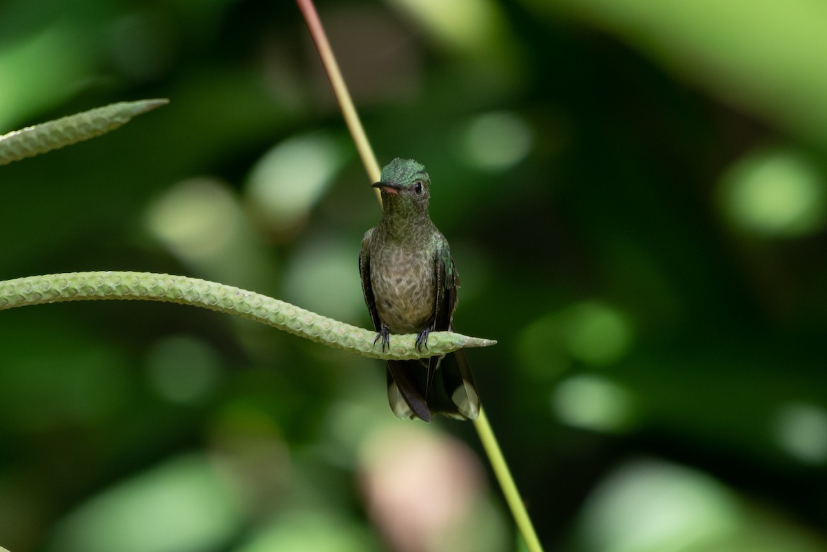 Scaly-breasted Hummingbird - Holger Köhler