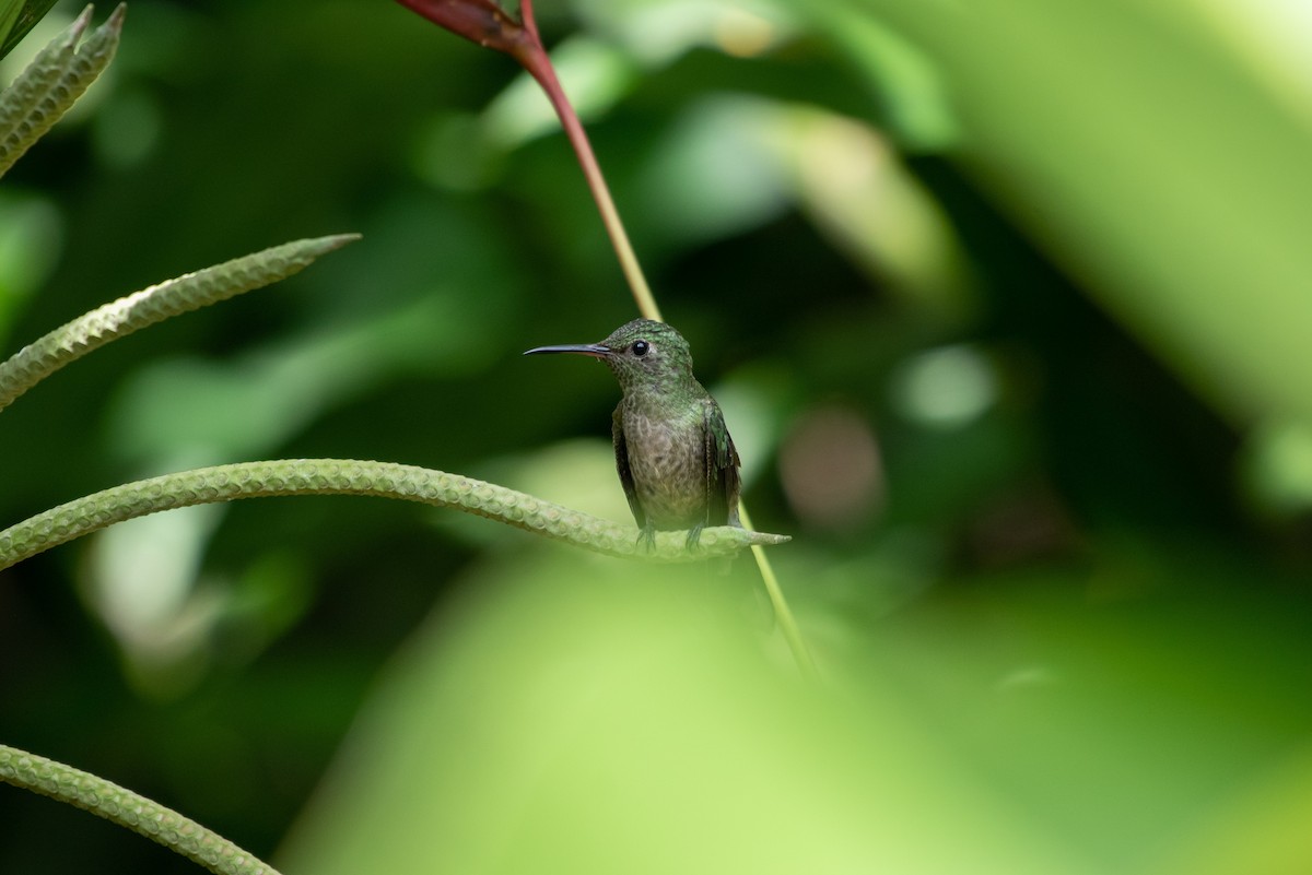 Scaly-breasted Hummingbird - Holger Köhler