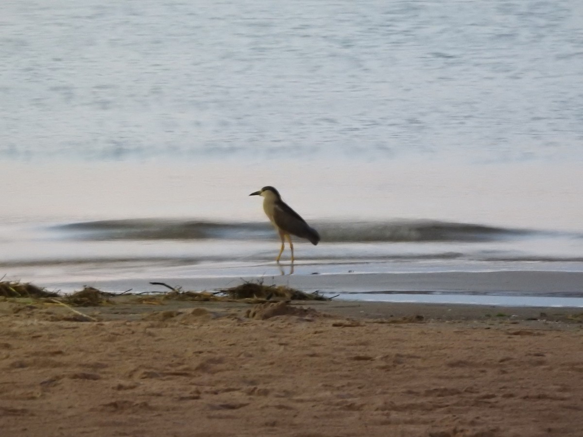 Black-crowned Night Heron - ML359088471