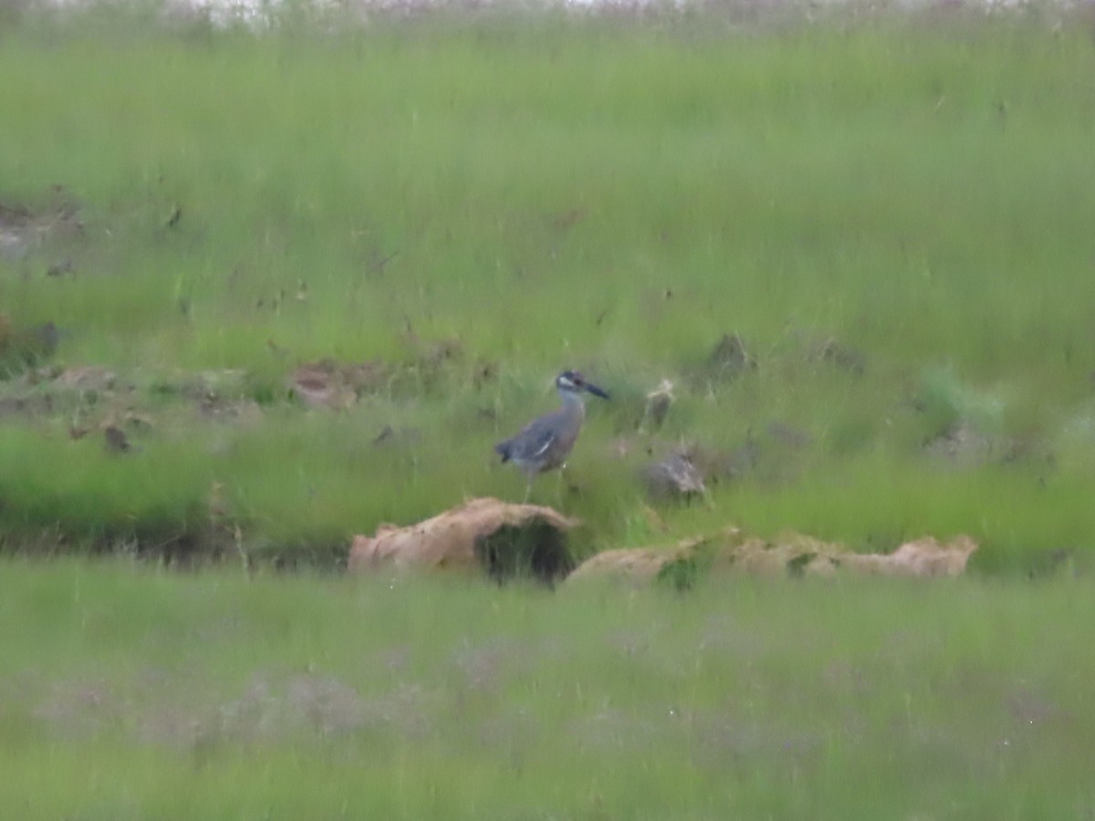 Yellow-crowned Night Heron - ML359090871