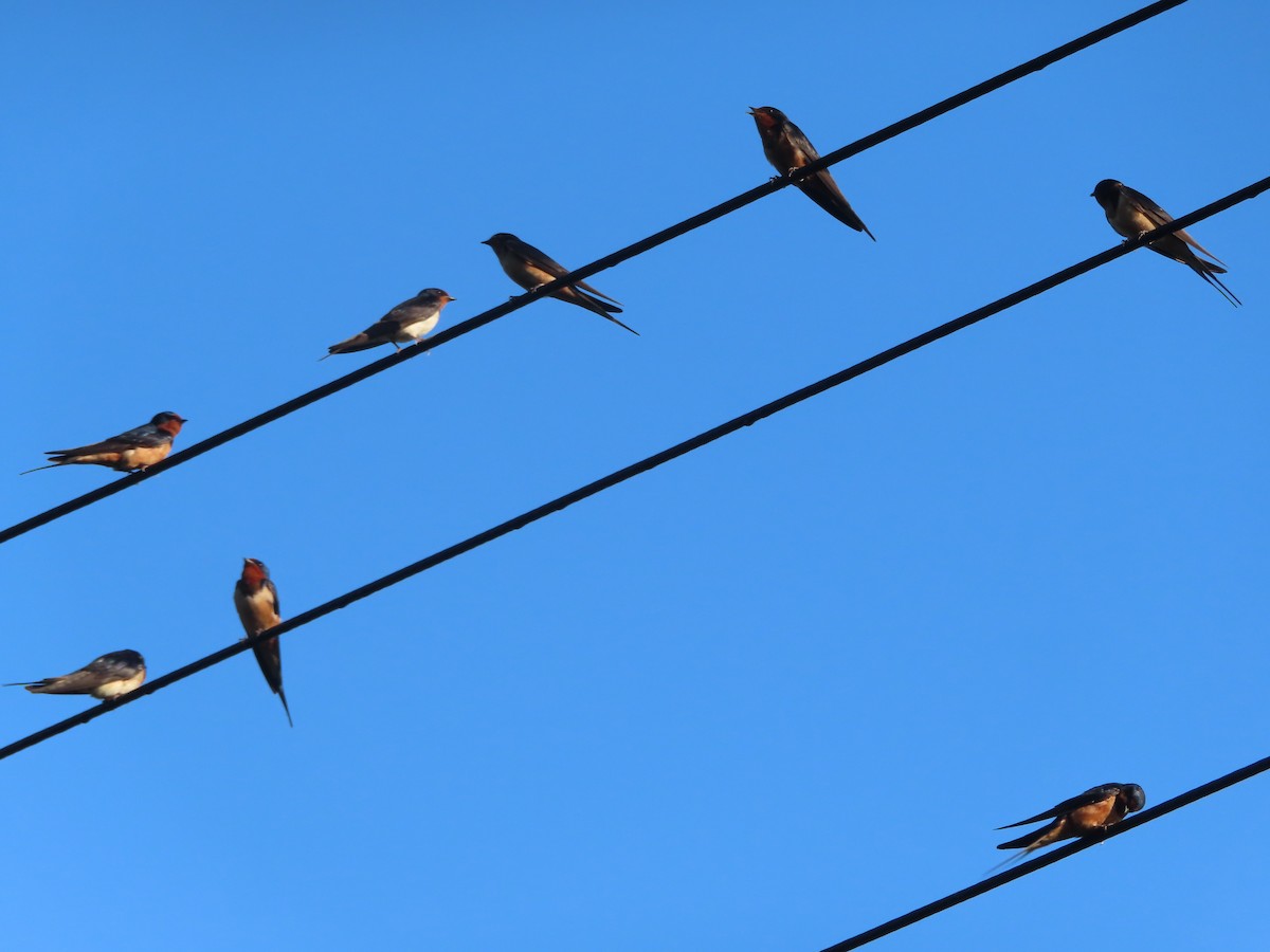 Barn Swallow - ML359091381