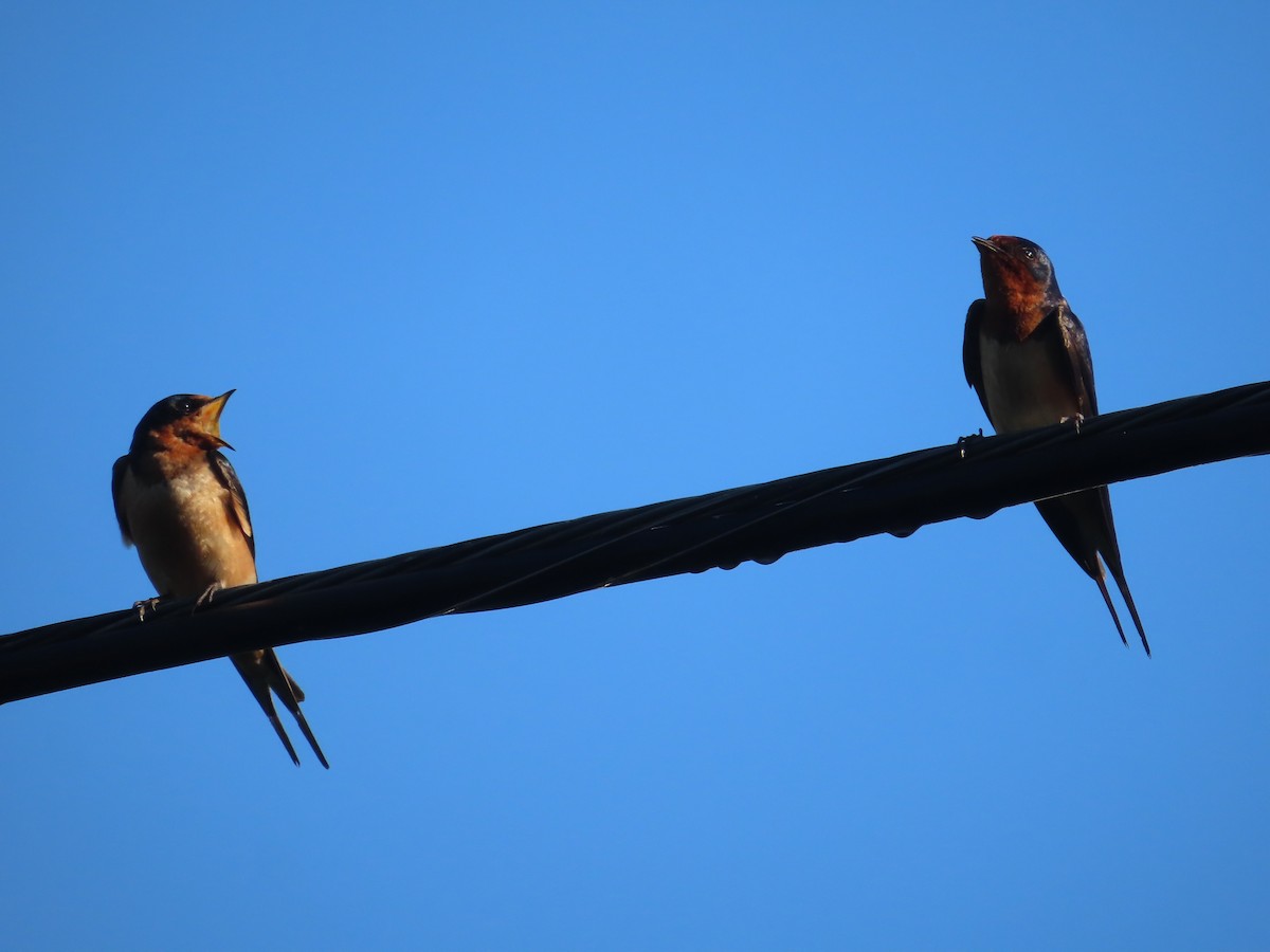 Barn Swallow - ML359091431