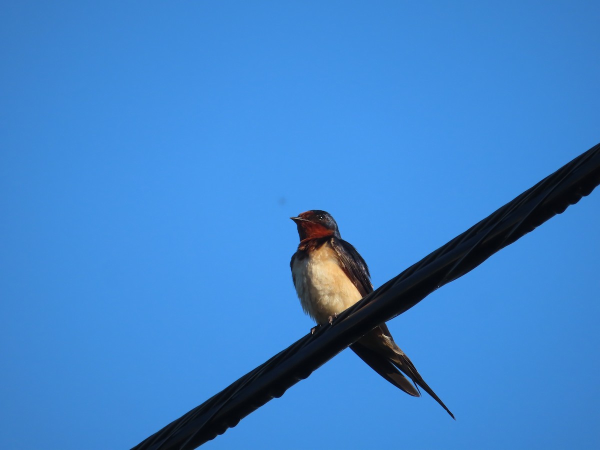 Barn Swallow - Unity Dienes