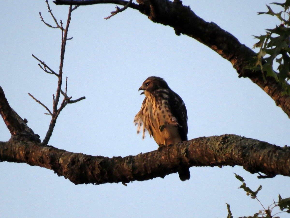 Broad-winged Hawk - ML359091981