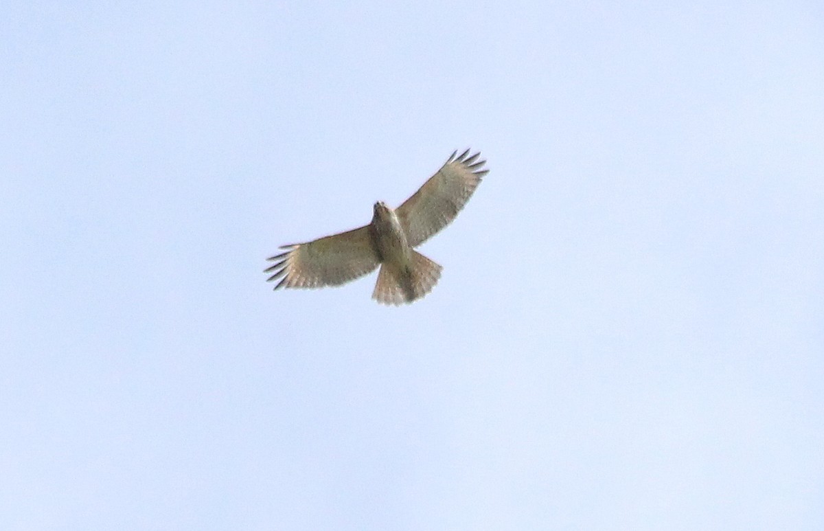 Red-shouldered Hawk - ML35909671