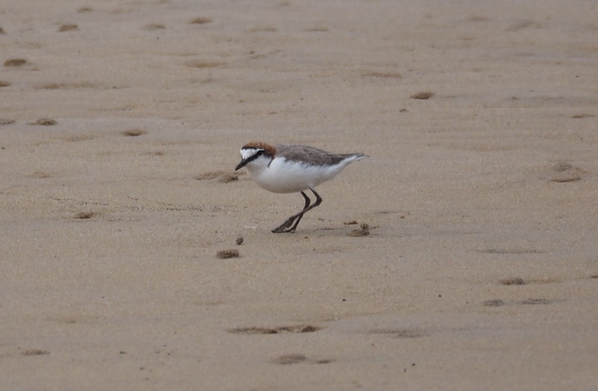 Red-capped Plover - ML359096811
