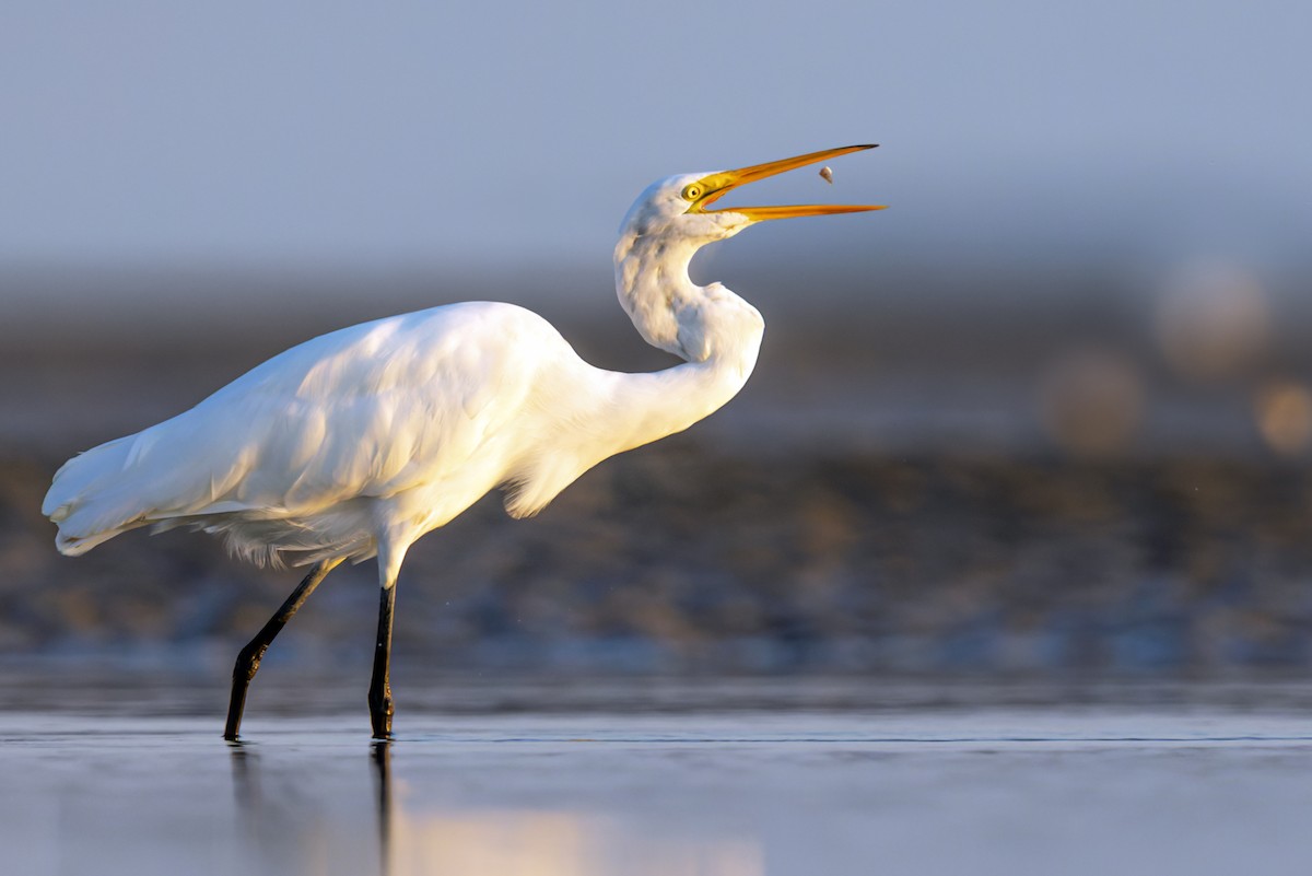 Great Egret - ML359097031