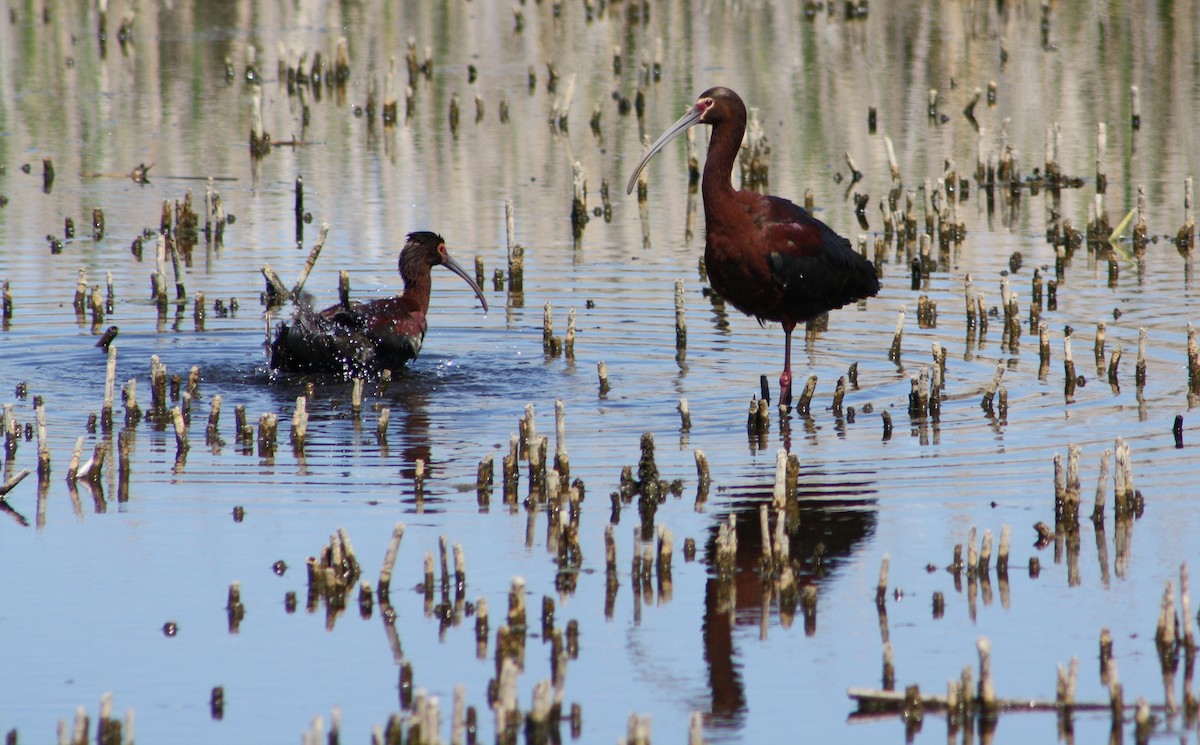 White-faced Ibis - Scott Jennex