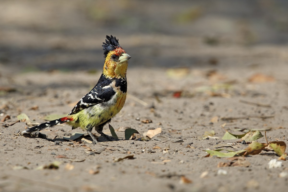 Crested Barbet - ML359098281