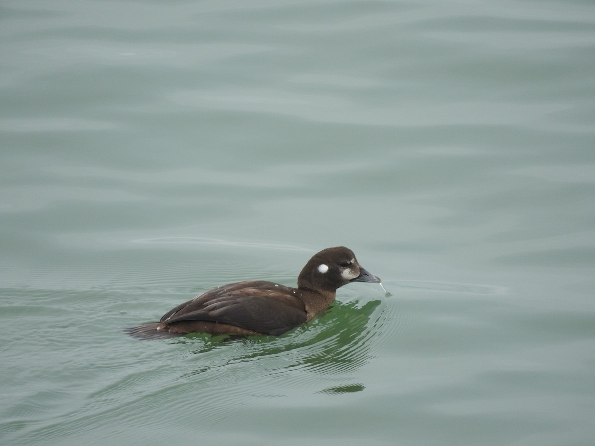 Harlequin Duck - ML35909841