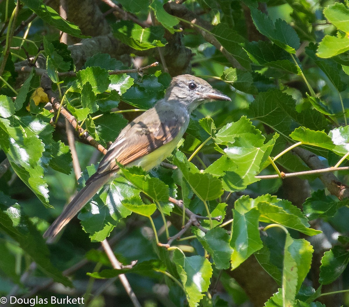 Great Crested Flycatcher - ML359098641