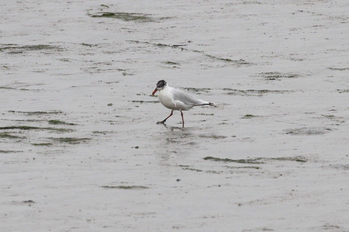 Mediterranean Gull - ML359099551