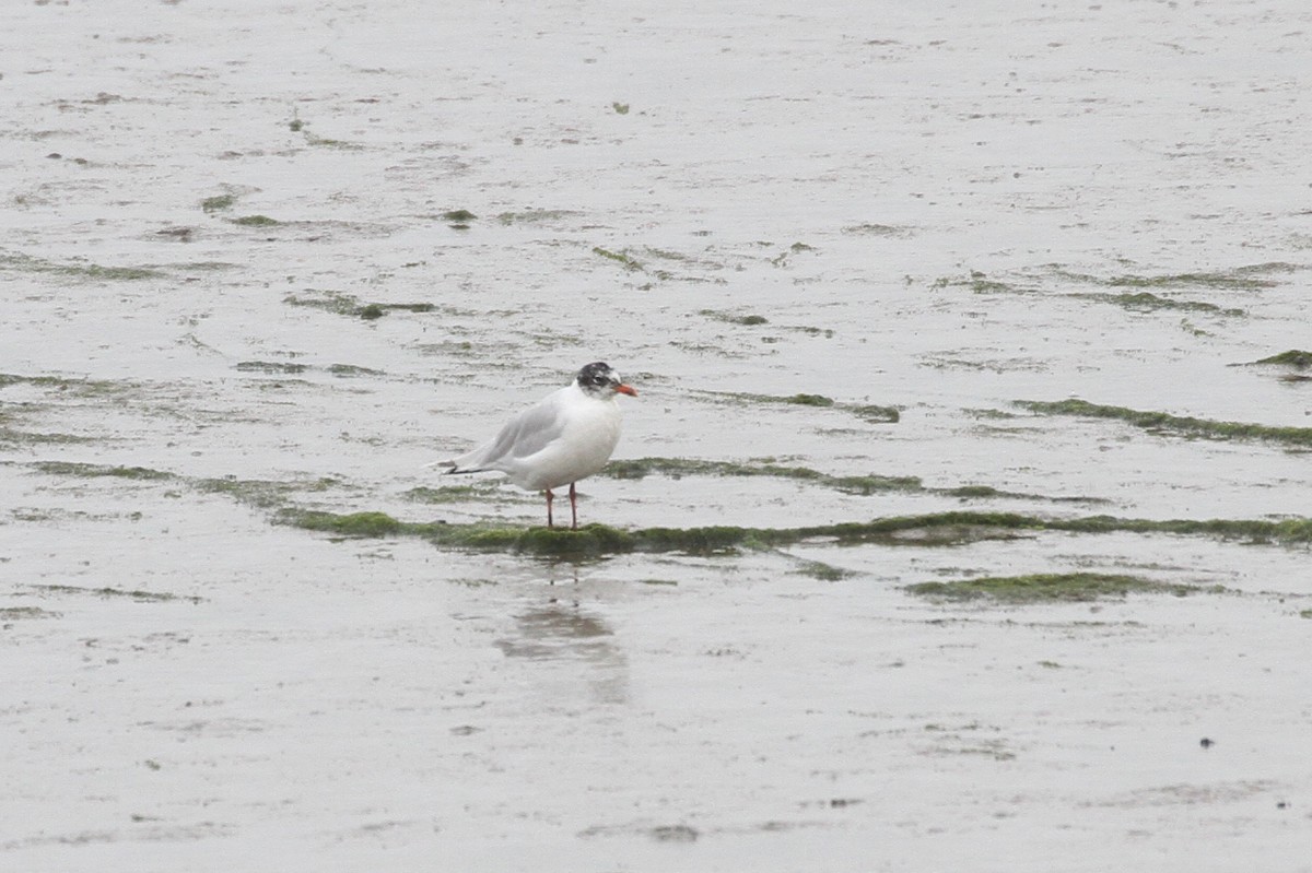 Mediterranean Gull - ML359099561