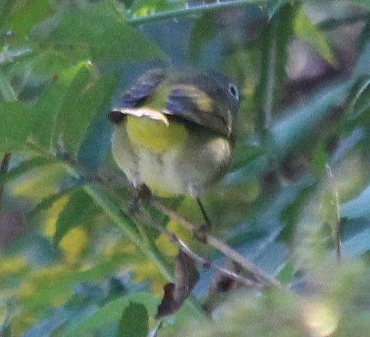 Nashville Warbler - ML35910121