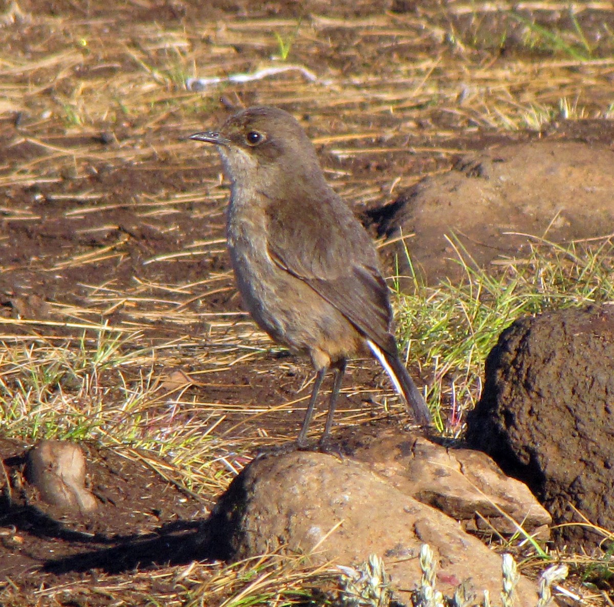 Moorland Chat - ML359102831