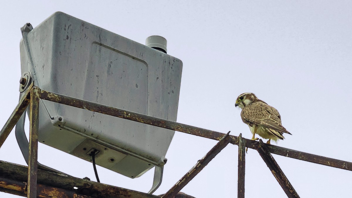 Prairie Falcon - ML359102921