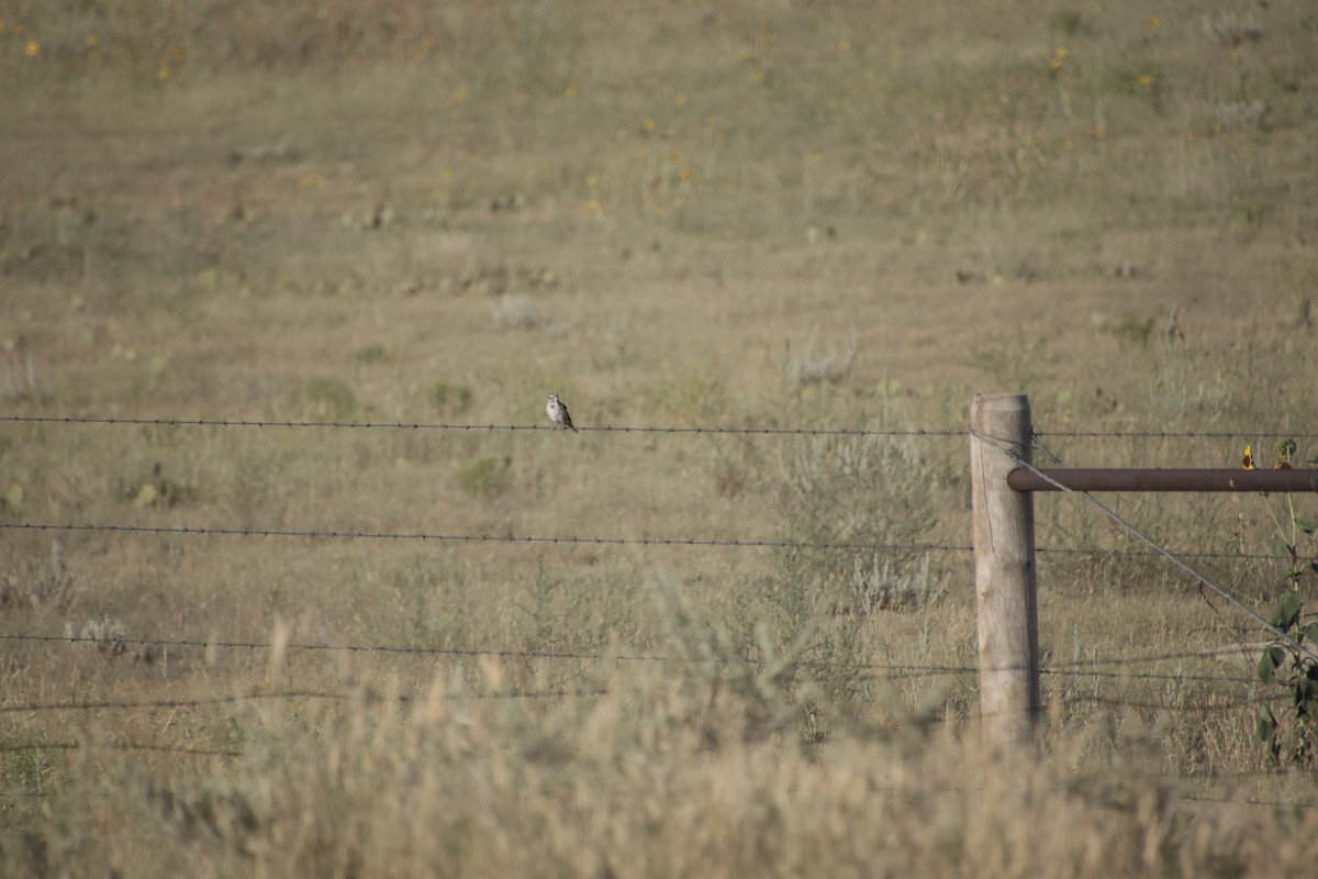 Lark Sparrow - ML359103021