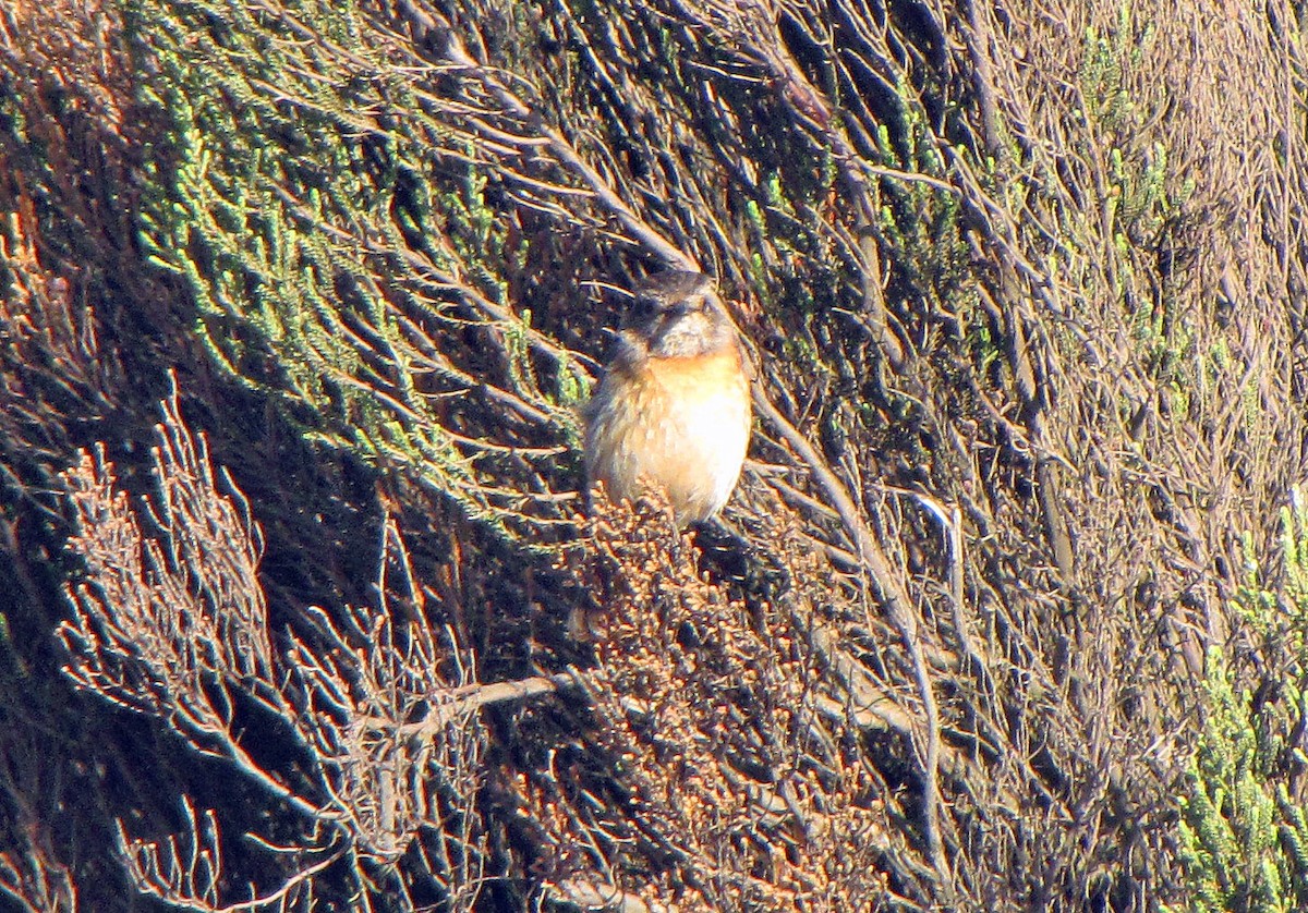 African Stonechat - ML359103061