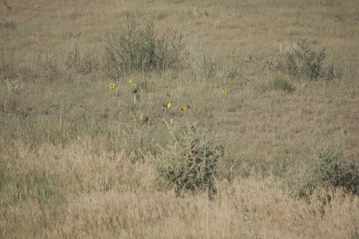 American Goldfinch - allie bluestein