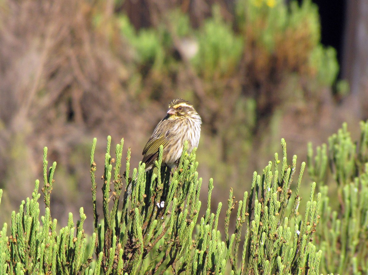 Streaky Seedeater - ML359103141