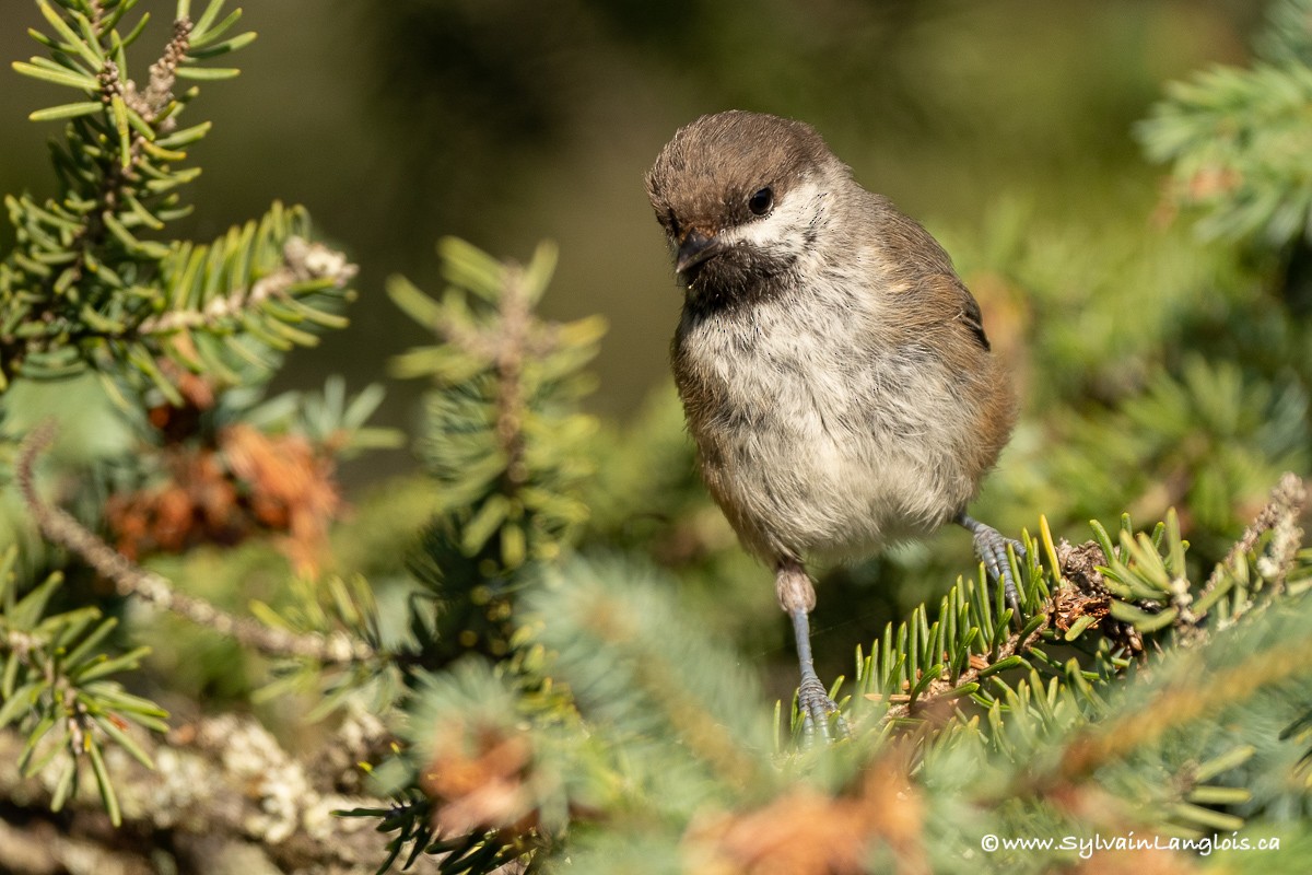 Mésange à tête brune - ML359103561