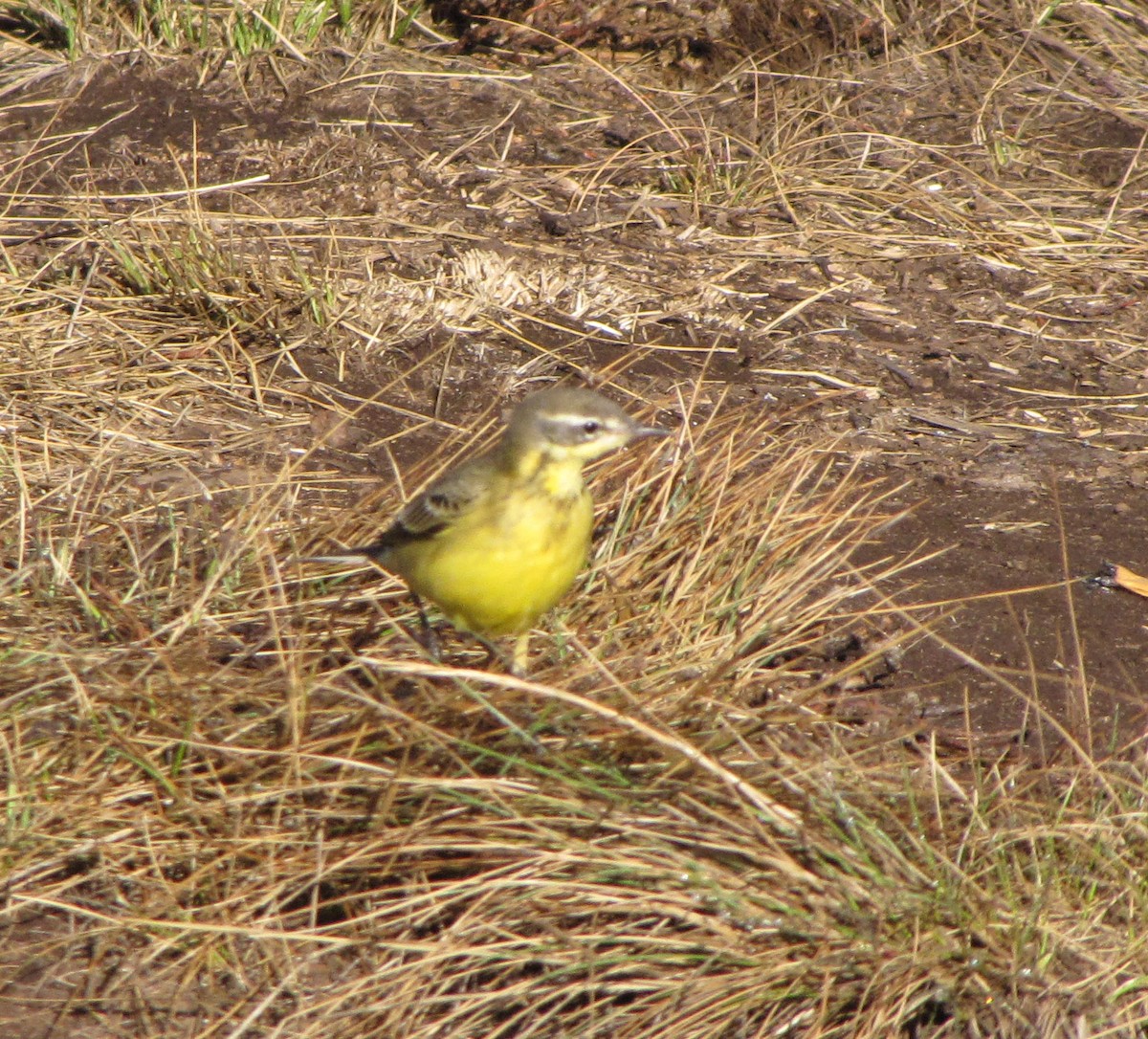 Western Yellow Wagtail - ML359103691