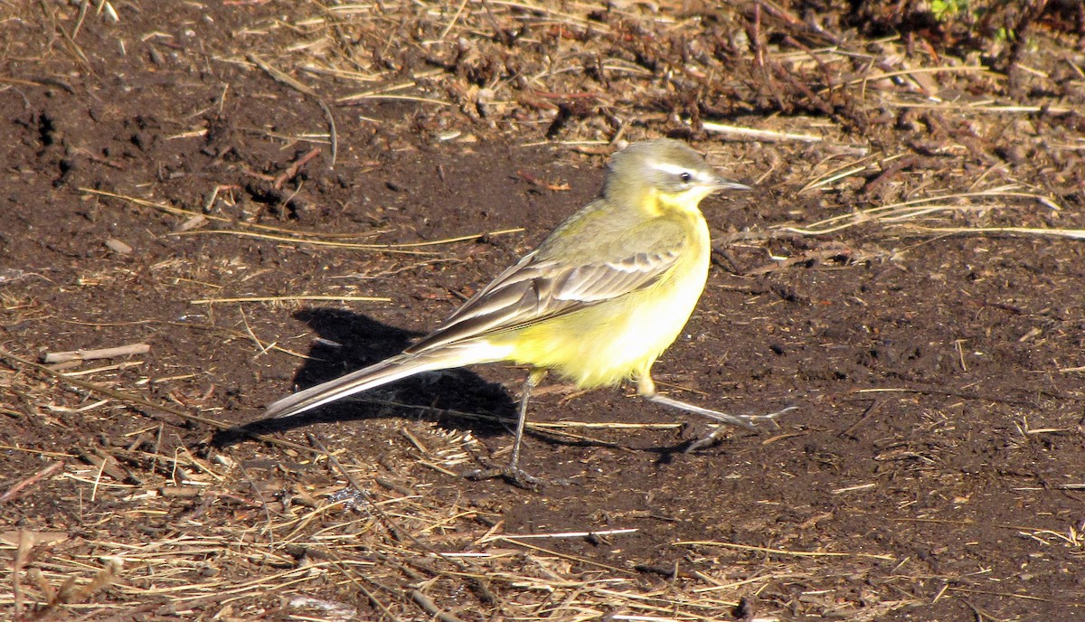 Western Yellow Wagtail - ML359103711