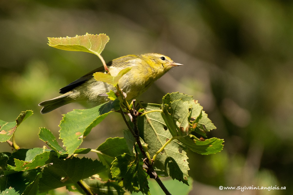 Tennessee Warbler - ML359103851