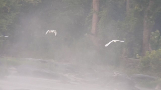 Snowy Egret - ML359103941