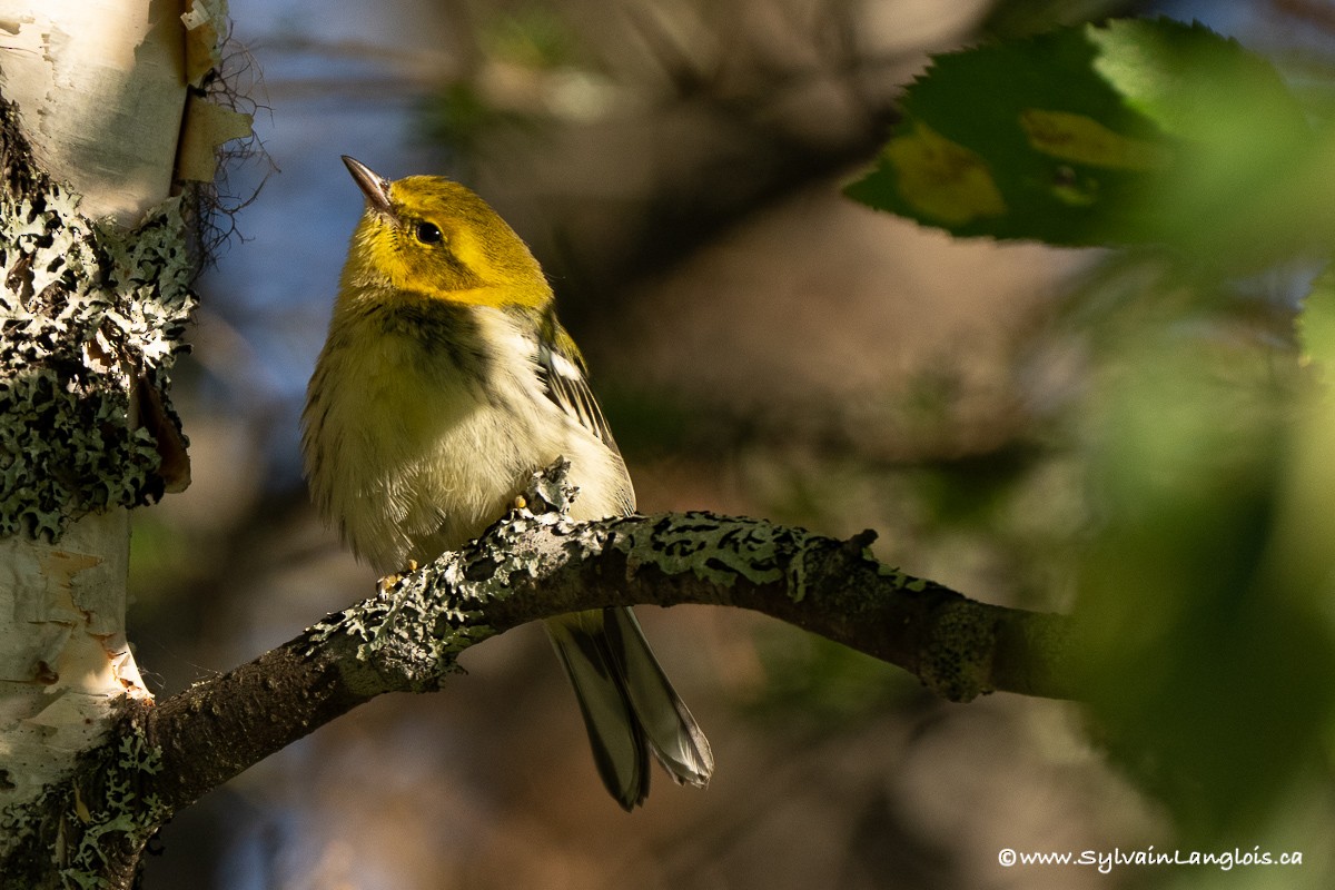 Black-throated Green Warbler - ML359104231