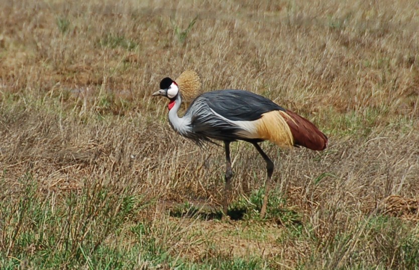 Gray Crowned-Crane - ML359105331