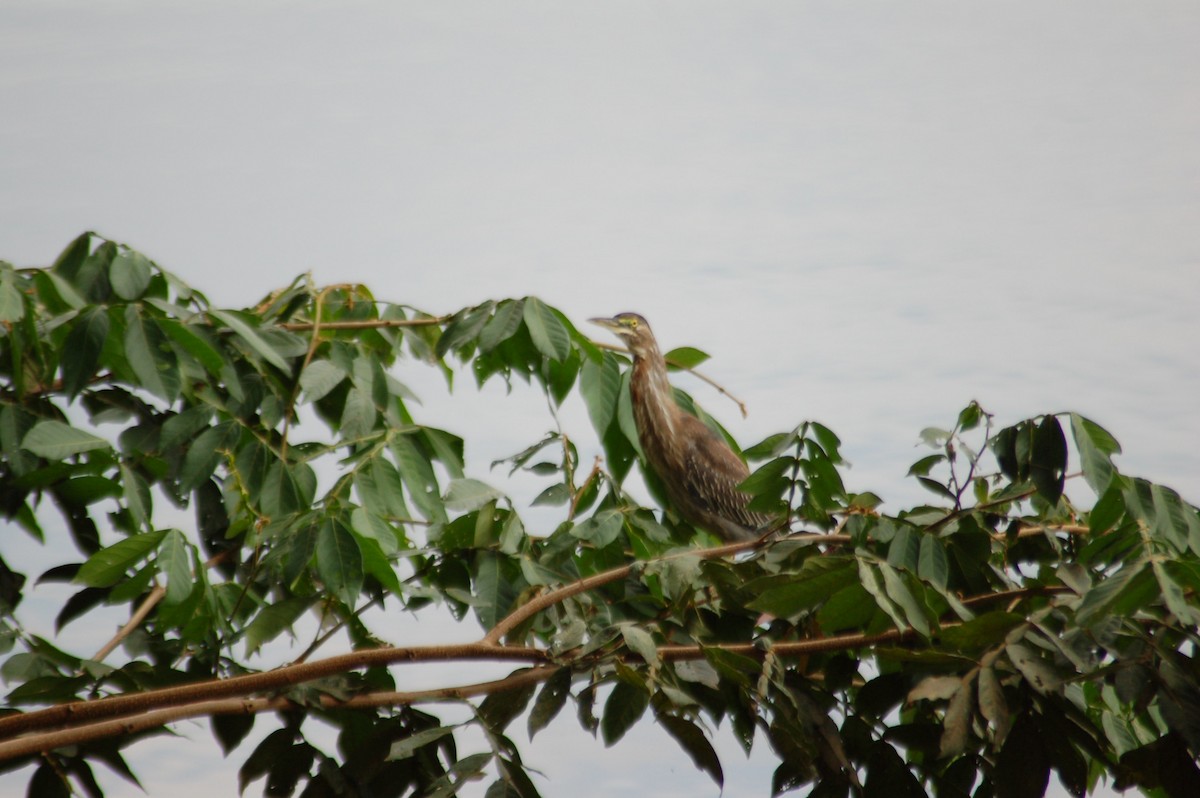 Striated Heron - ML359105841