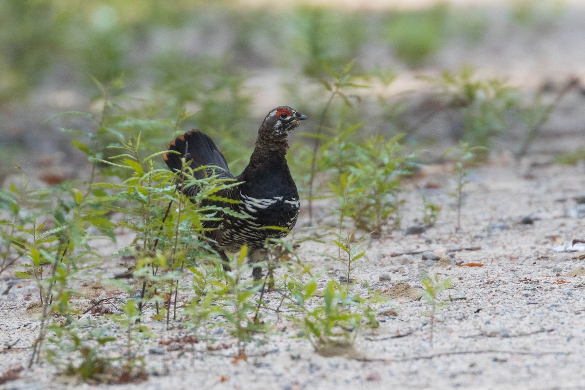 Spruce Grouse - ML359107151