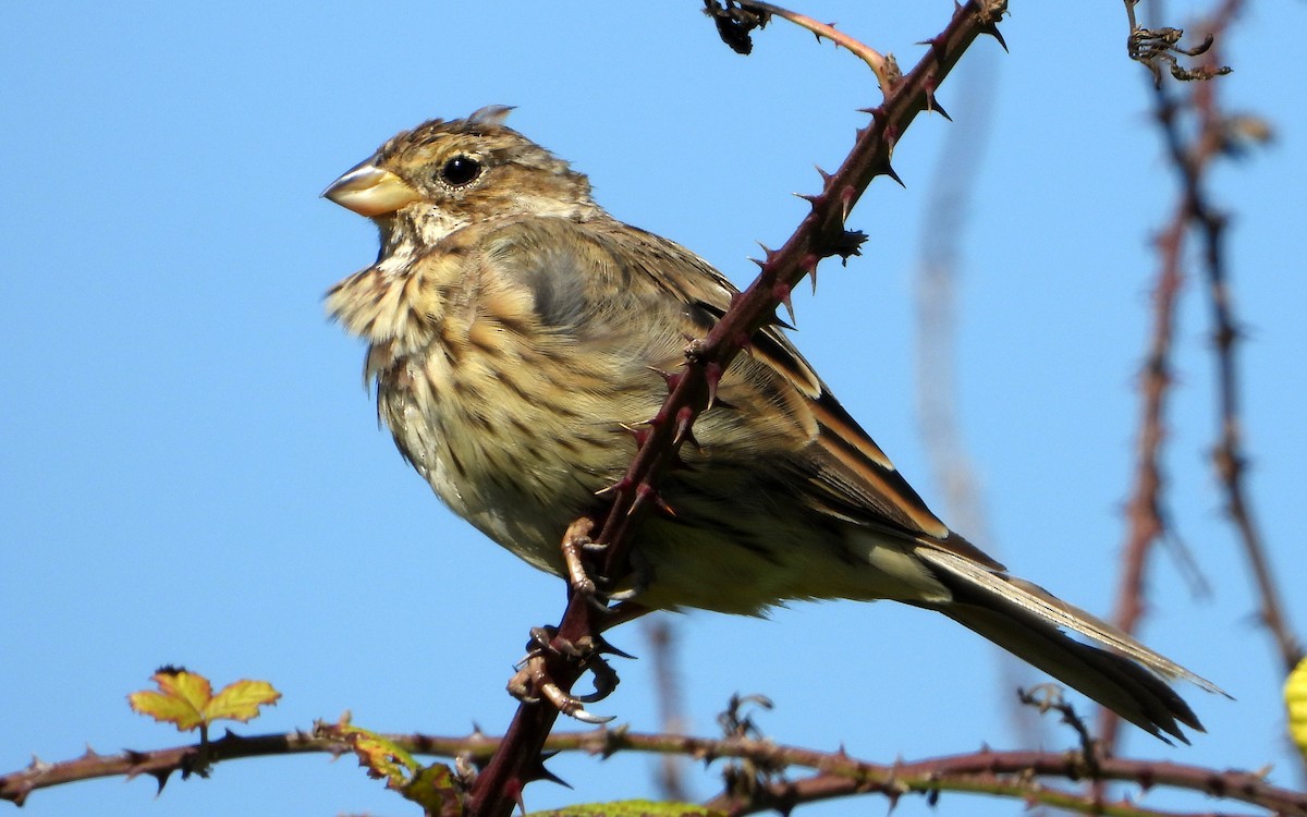 Corn Bunting - ML359107261