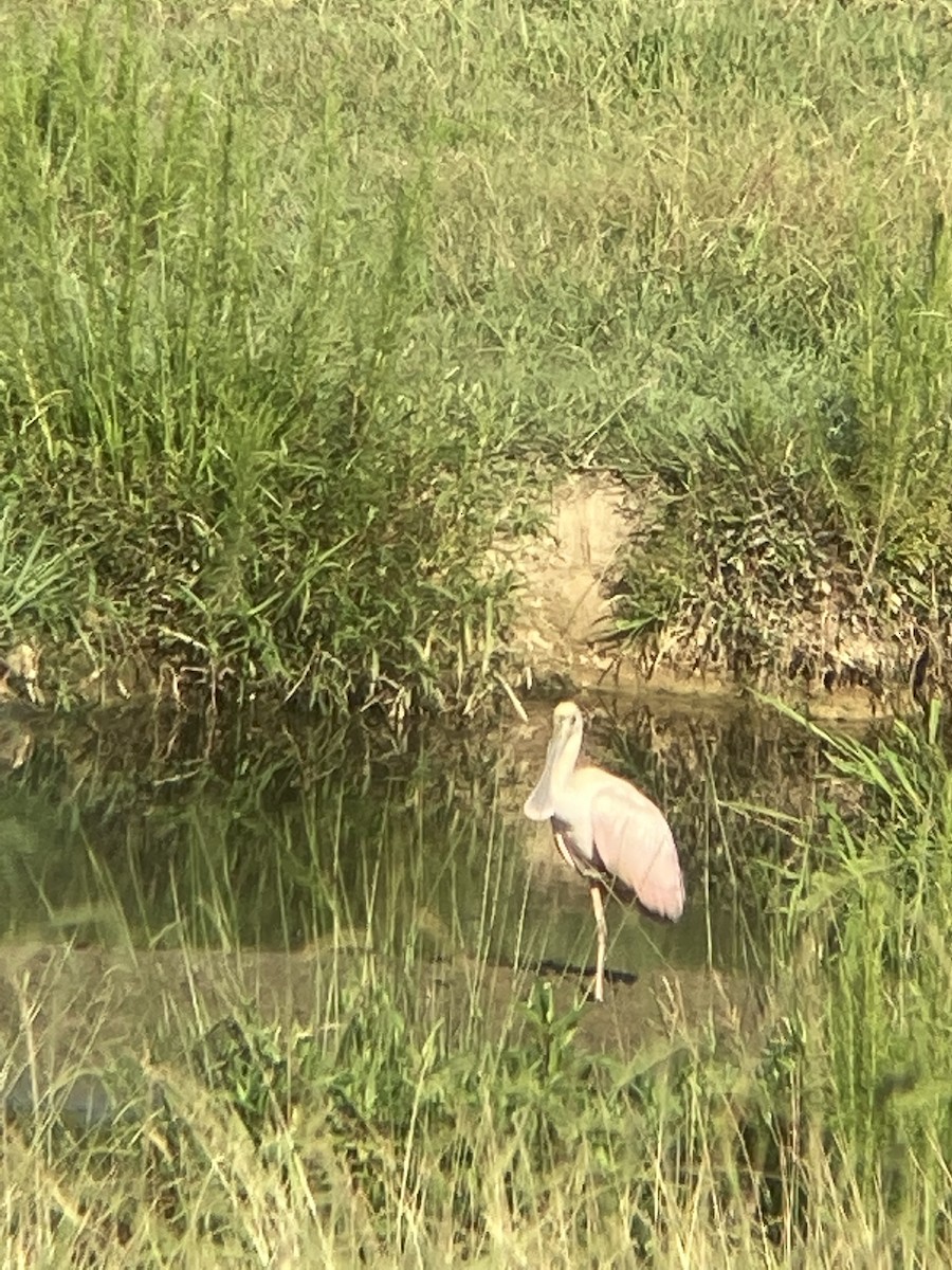 Roseate Spoonbill - ML359107591