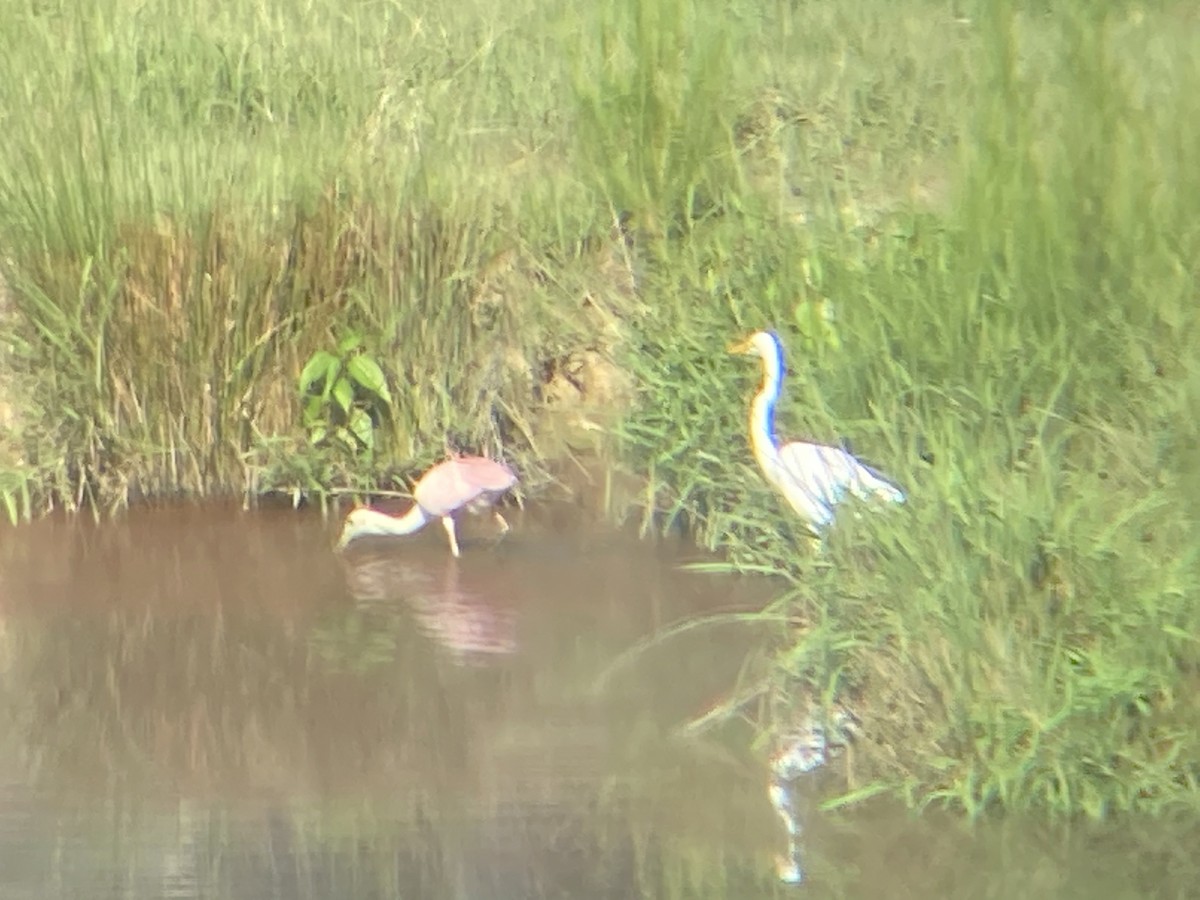 Great Egret - ML359107661