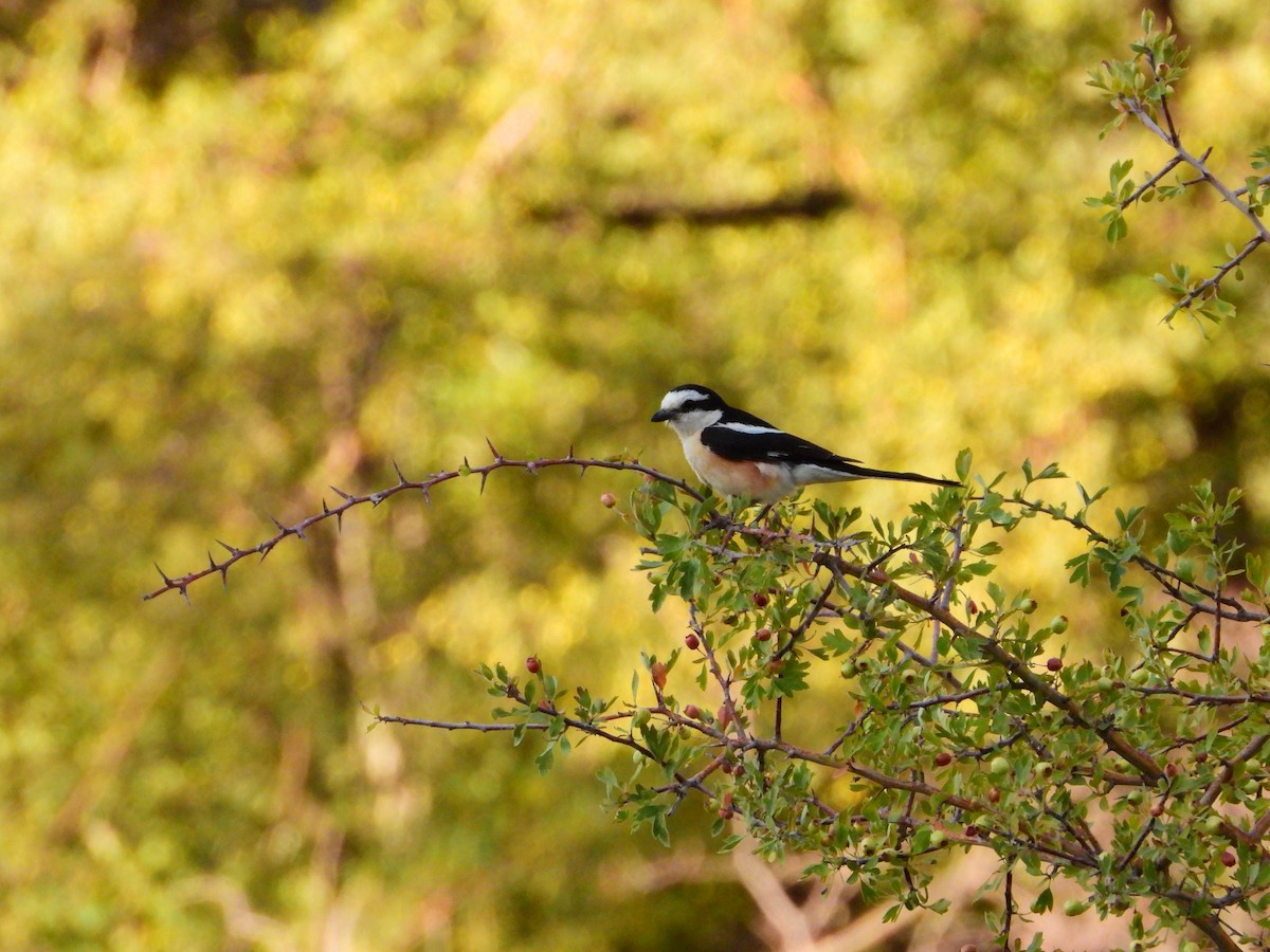 Masked Shrike - ML359107881