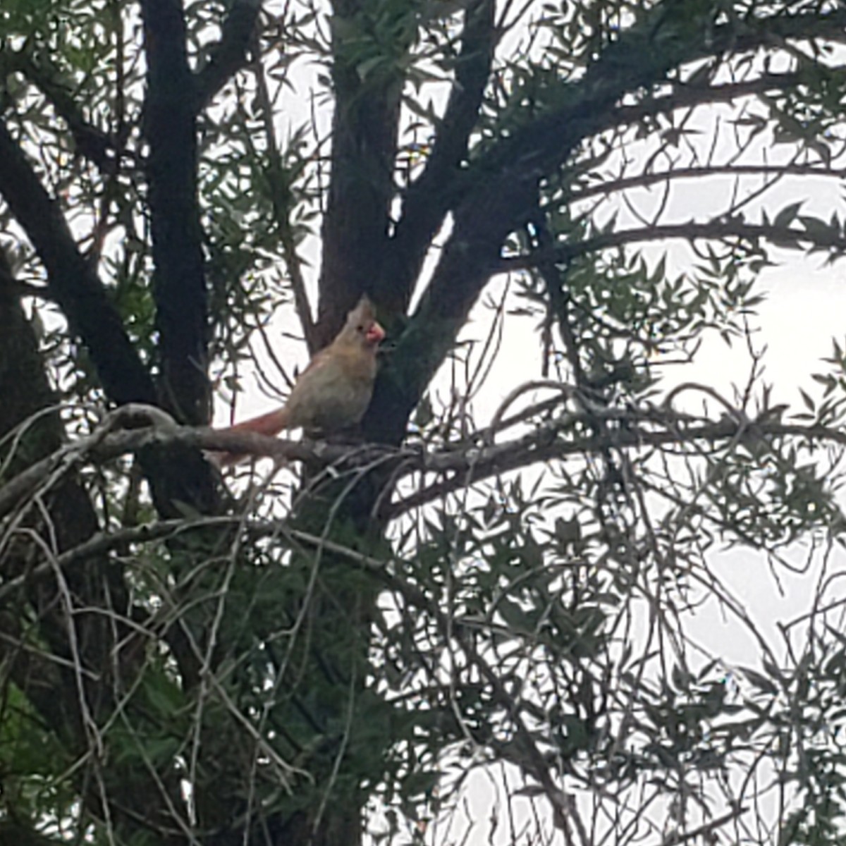 Kırmızı Kardinal - ML359109161