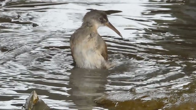 Clapper Rail - ML359109791