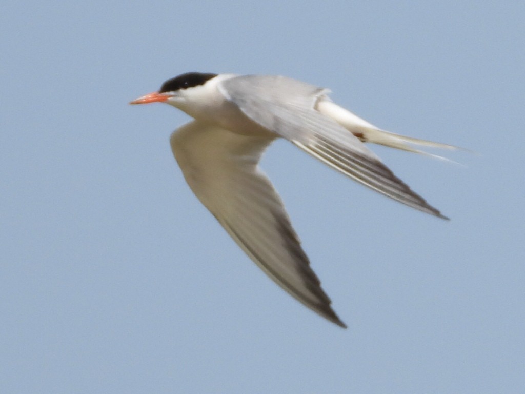 Common Tern - ML359110641