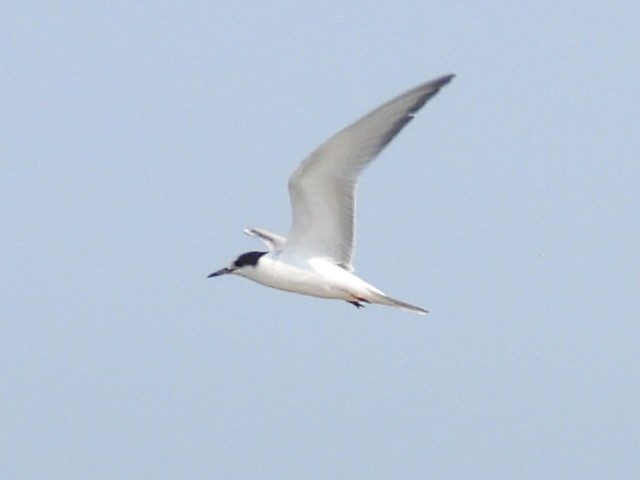 Common Tern - ML359110651