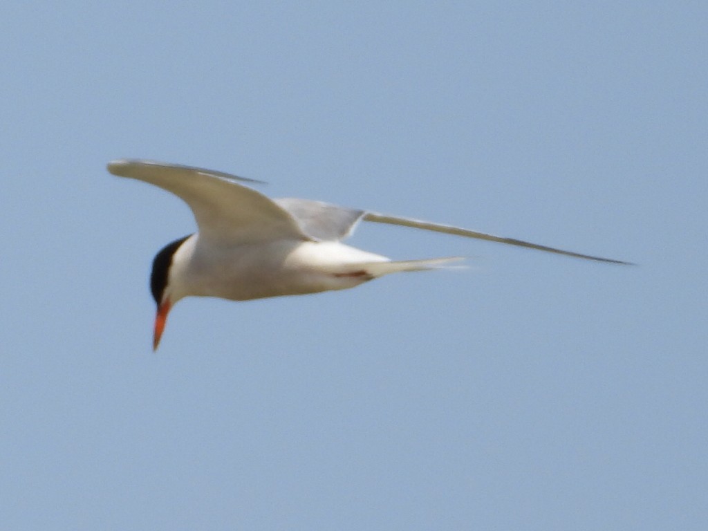 Common Tern - ML359110661