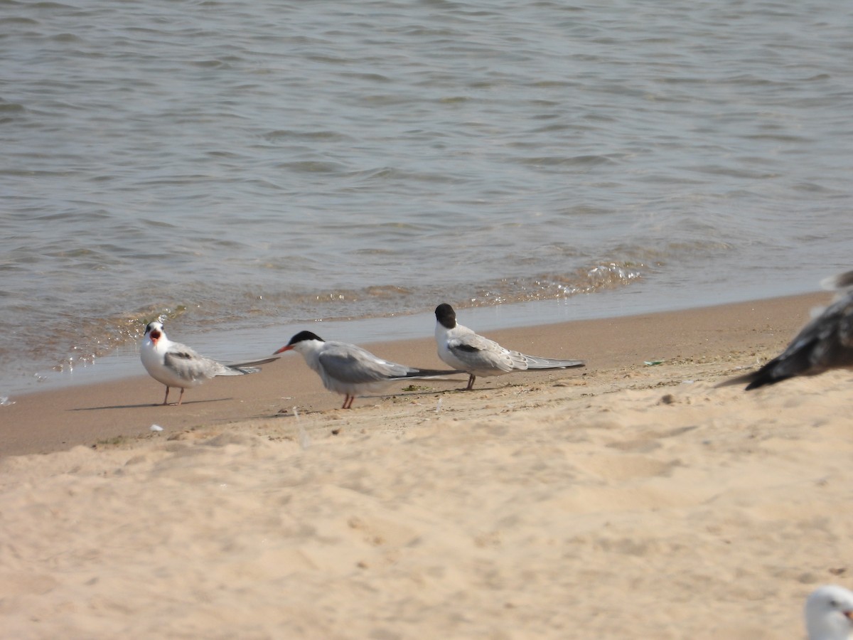 Common Tern - ML359110951