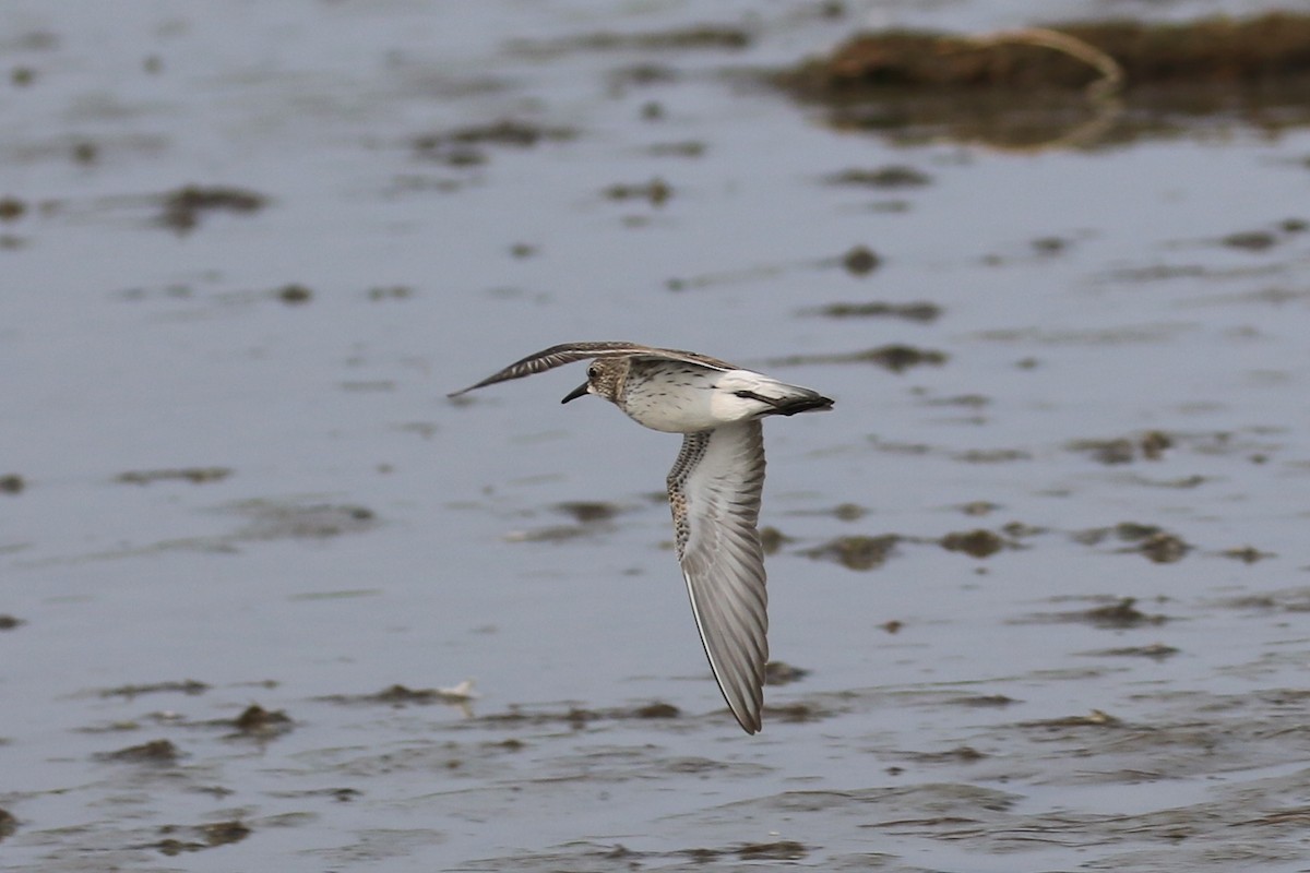 Weißbürzel-Strandläufer - ML359111481