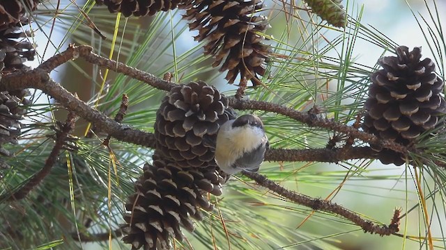 Brown-headed Nuthatch - ML359111491