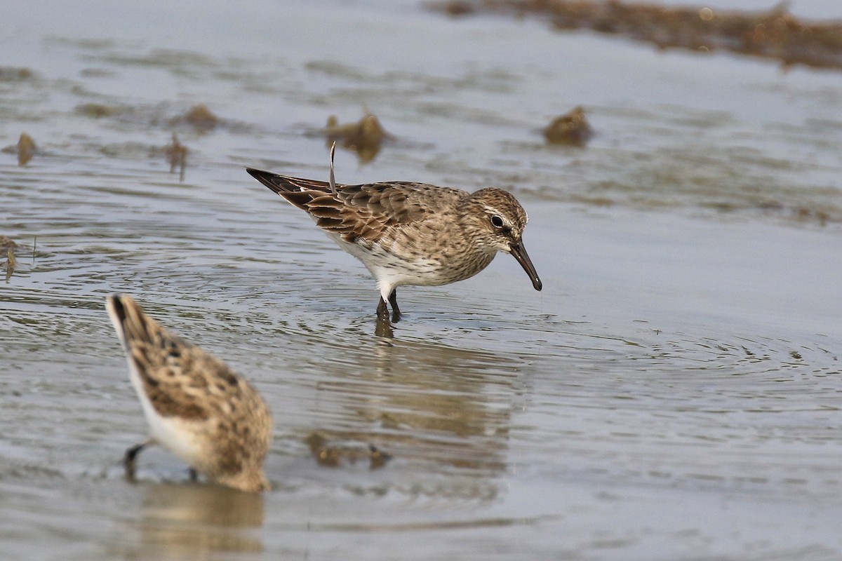 White-rumped Sandpiper - Denis Tétreault