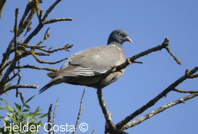 Common Wood-Pigeon - ML359111681